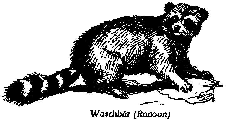 Waschbär (racoon)